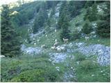 Bohinjsko sedlo - Planina Za Črno goro